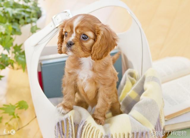  如何延长宠物的寿命呢 