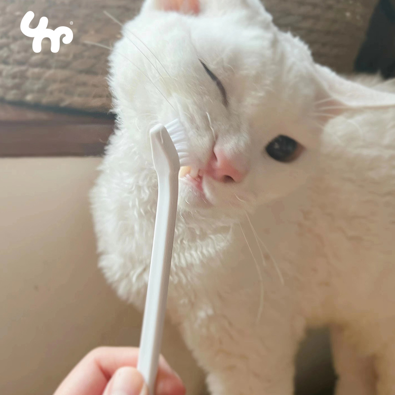  怎么给狗刷牙用牙膏吗 