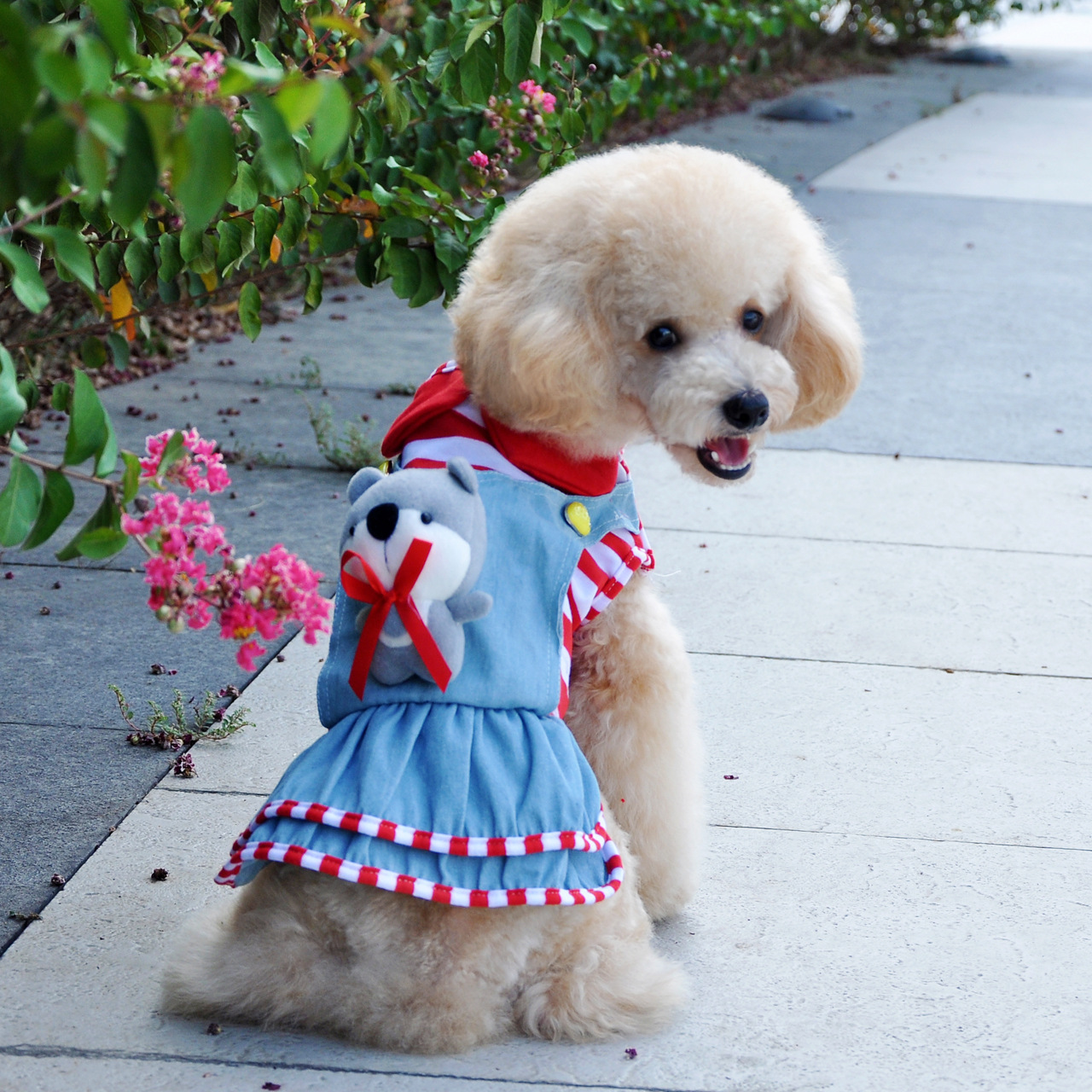  宠物狗需要穿衣服吗 