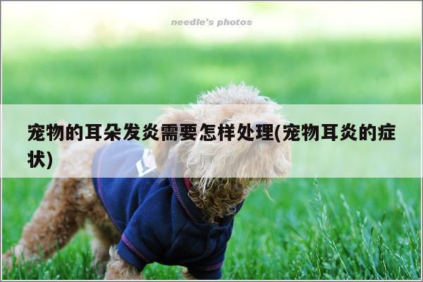 宠物的耳朵发炎需要怎样处理(宠物耳炎的症状)
