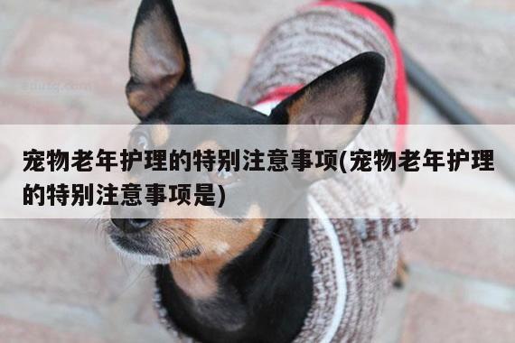 宠物老年护理的特别注意事项(宠物老年护理的特别注意事项是)