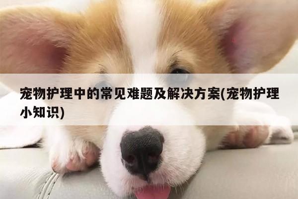 宠物护理中的常见难题及解决方案(宠物护理小知识)