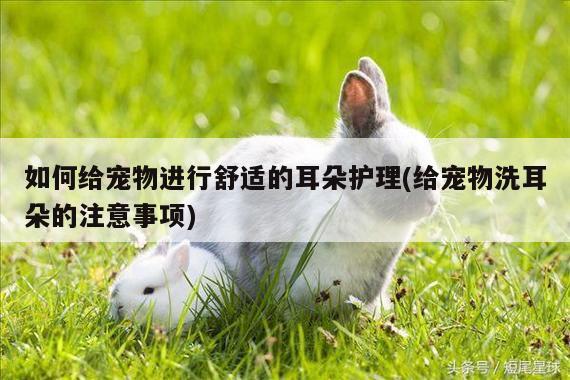 如何给宠物进行舒适的耳朵护理(给宠物洗耳朵的注意事项)