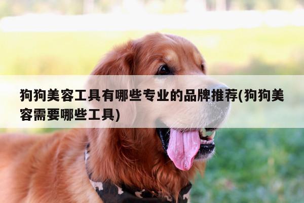 狗狗美容工具有哪些专业的品牌推荐(狗狗美容需要哪些工具)