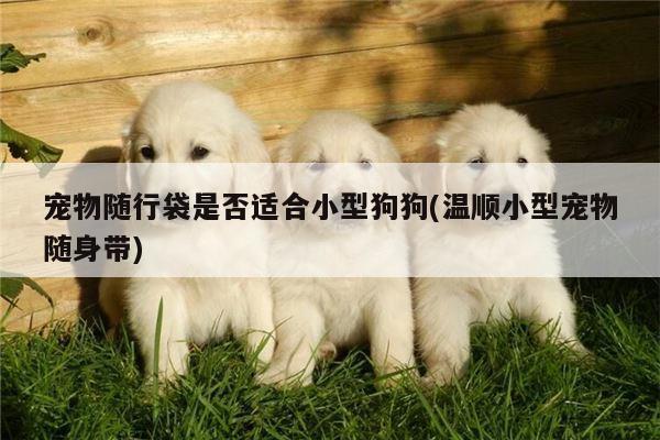 宠物随行袋是否适合小型狗狗(温顺小型宠物随身带)