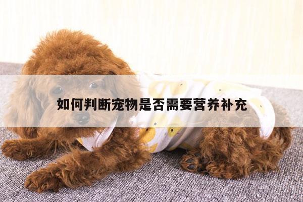 如何判断宠物是否需要营养补充