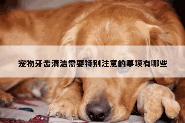 宠物牙齿清洁需要特别注意的事项有哪些